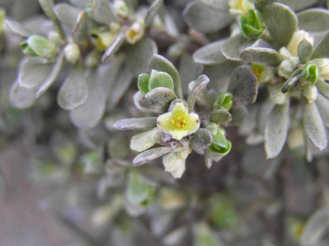 Thymelaea tartonraira / Timelea tartonraira